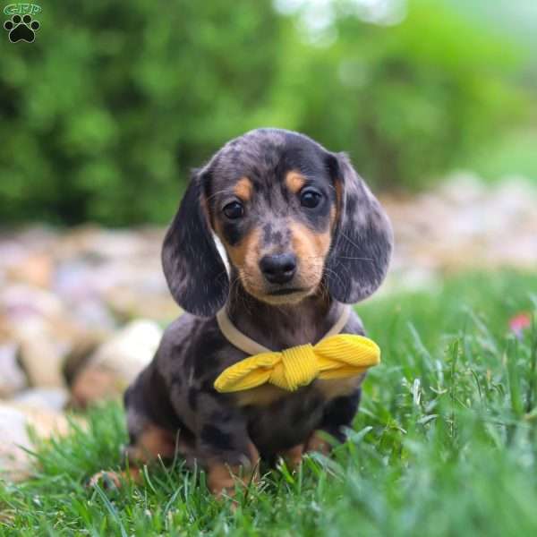 Blake, Dachshund Puppy